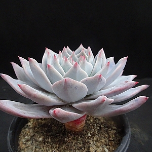 广寒宫都有谁,广寒宫里都有谁