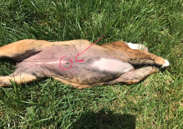 犬脐疝,小狗有脐疝怎么引起的