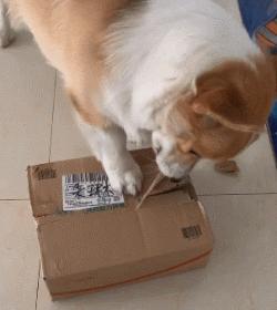 祝铲屎官麻麻节日快乐!毛孩子的行动超暖心了