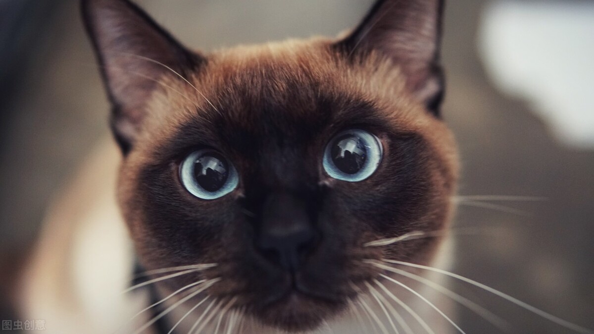 暹罗猫的饲养方法和注意事项,暹罗猫刚养注意什么