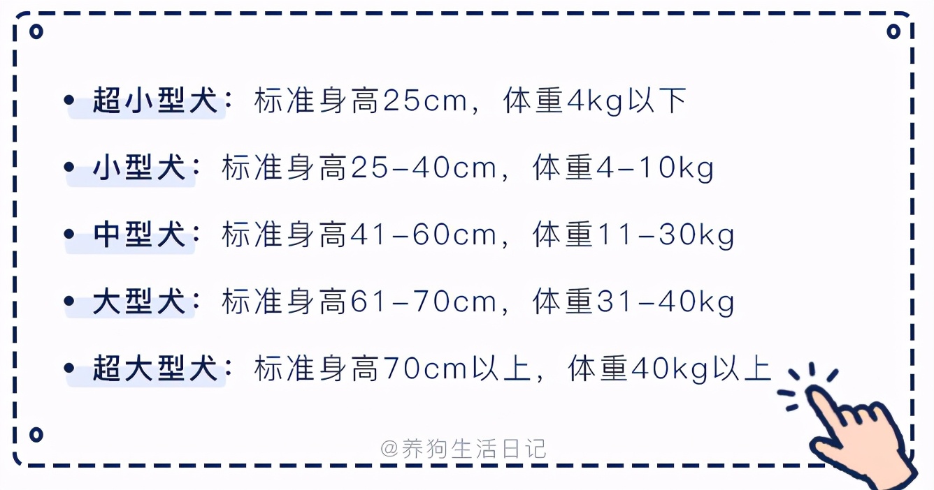 博美怀孕了会怎样,二哈让博美怀孕
