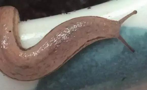 鼻涕虫会长什么样,鼻涕虫最有可能藏在哪里