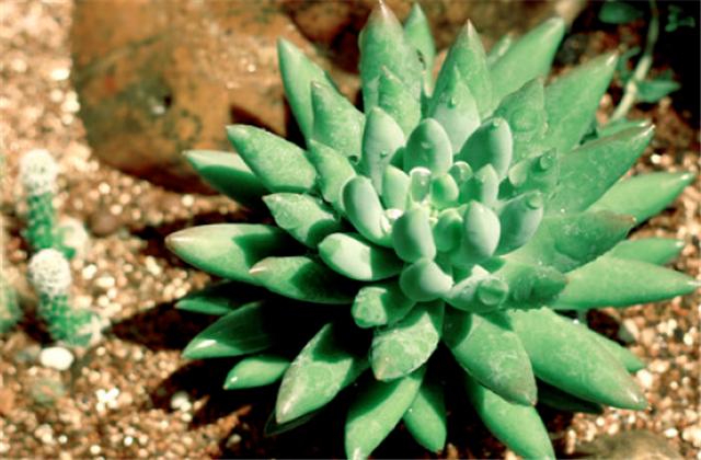 千佛手叶片上有黑点还掉叶怎么办,千佛手一直不长怎么回事