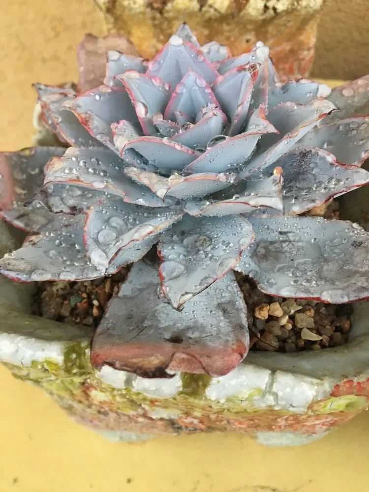 五颜六色的透明多肉,颜色超好看的多肉