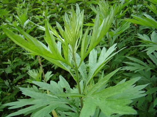 脚臭熏人怎么办,脚臭又痒怎么办