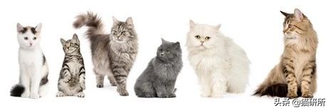 猫咪难产有什么办法解决,猫咪难产有什么方法解决