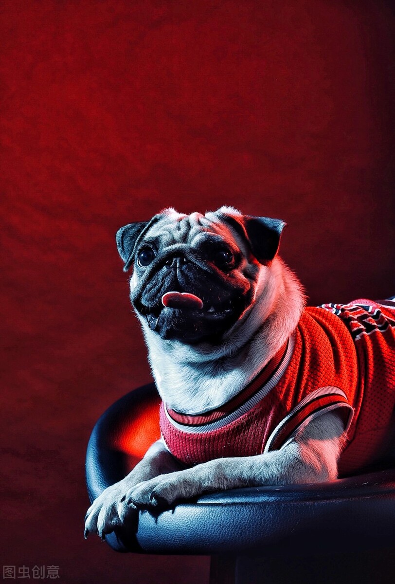 巴哥犬好养吗养巴哥犬的注意事项,八哥犬和巴哥犬有什么区别呢