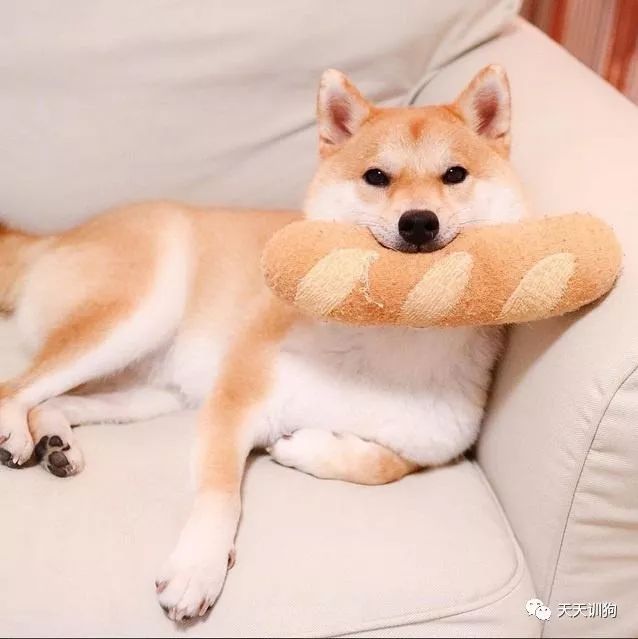 狗狗感到冷,狗狗感到辣的状况