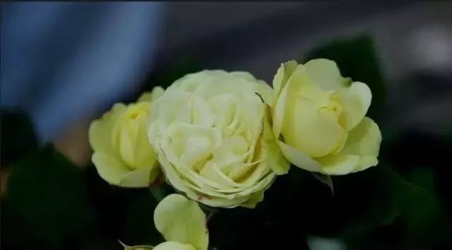 一万年一次的2020520；一起认识100种玫瑰~别送错啊