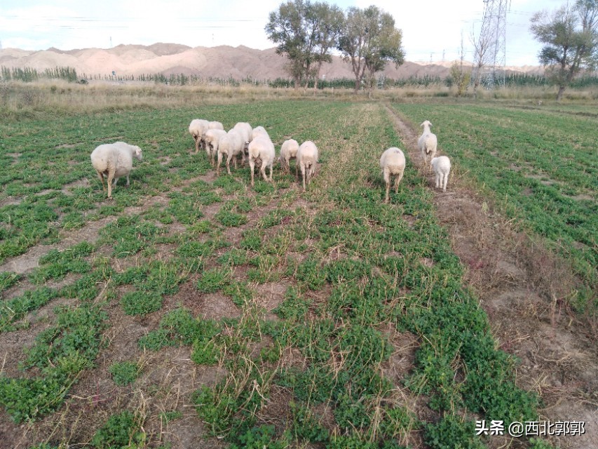 养羊头疼的原因,养羊遇到的问题有哪些