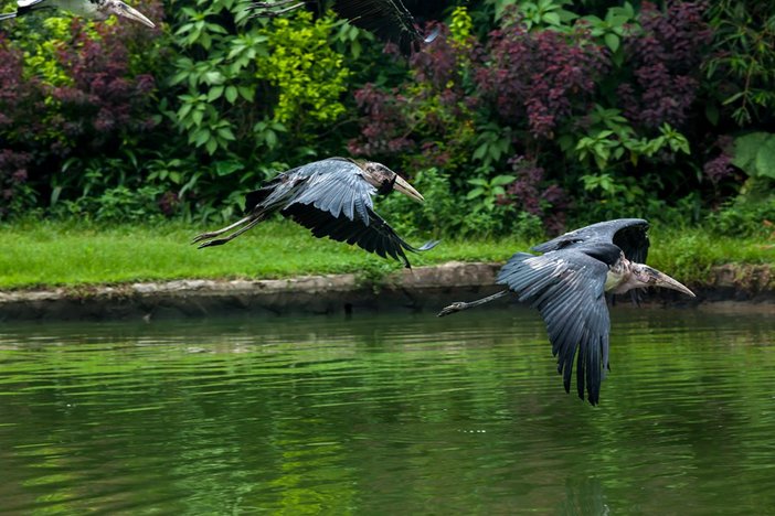 长隆飞鸟乐园湿地精灵,长隆飞鸟公园一日游攻略