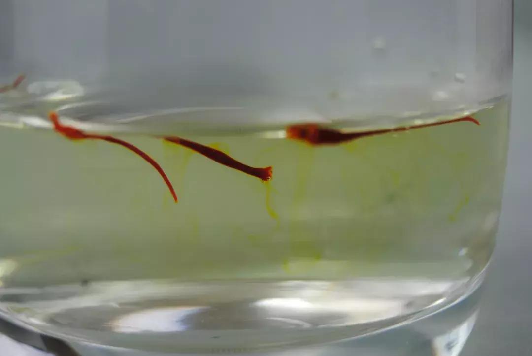 藏红花从哪买最正宗又便宜,藏红花市场靠谱吗