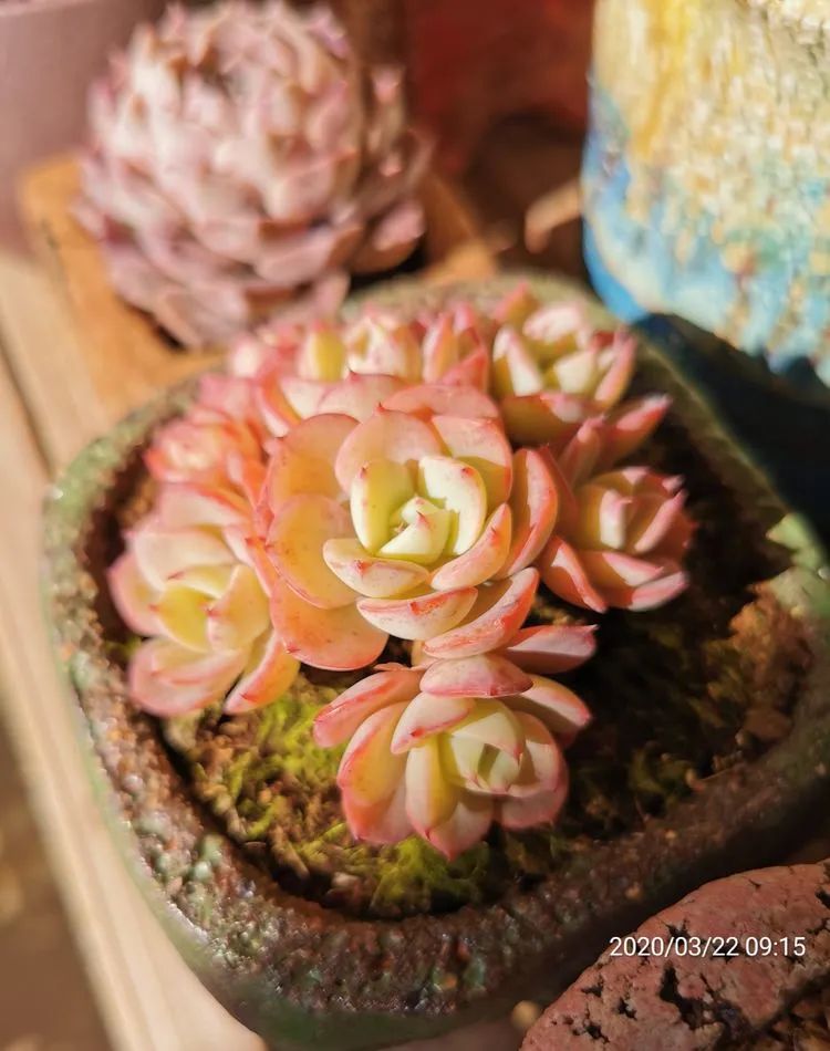 人生就像养多肉一样,人生如同养多肉时间不会怠慢