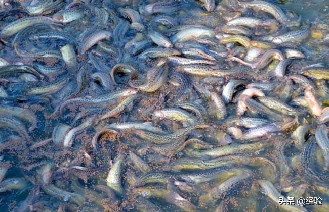 巫溪网箱养殖泥鳅培育,网箱泥鳅养殖技术视频