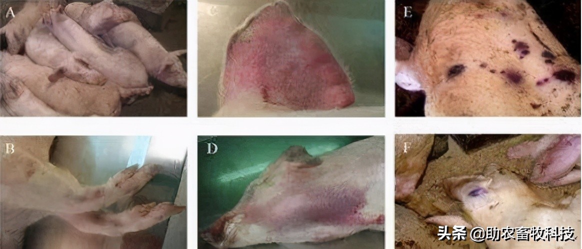原创运用中草药防治非洲猪瘟有效吗？组方和有效防治措施分享