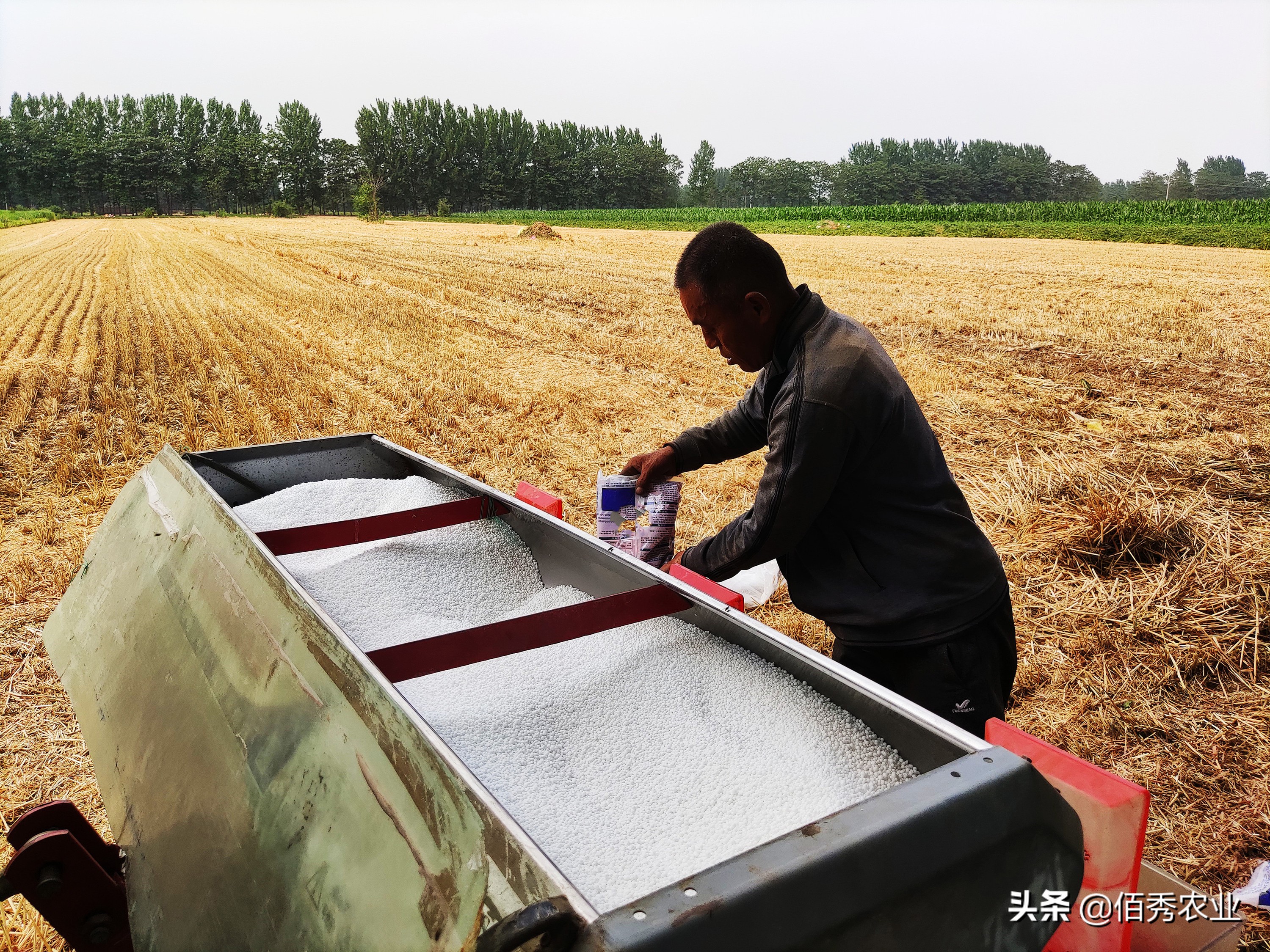 种玉米施哪种肥料不影响种子,农民种麦子玉米每亩挣多少钱