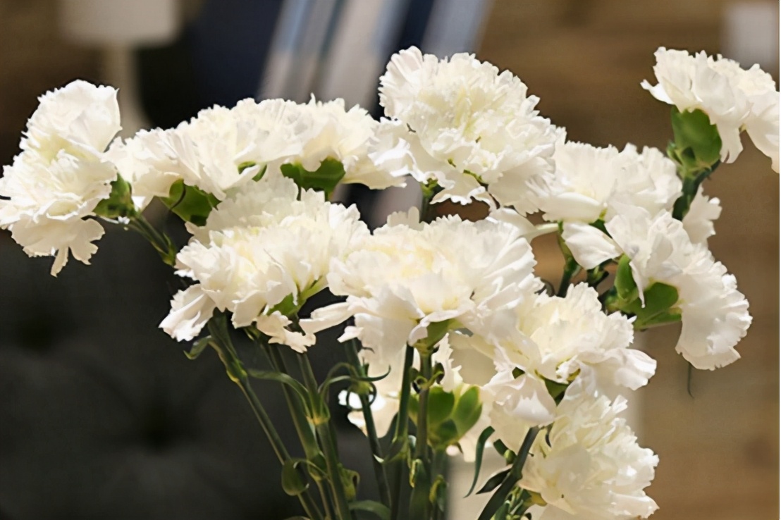 你准备好了吗幼儿版,你的康乃馨准备好了吗