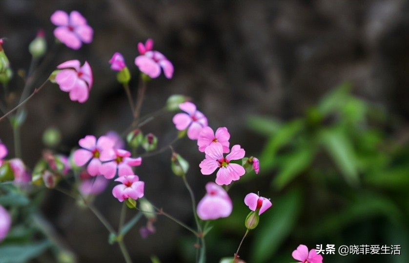 常见野草名称大全,农村常见野草名字大全