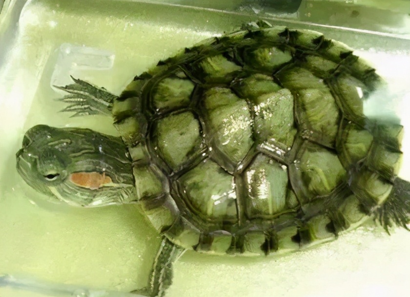 龟类纪录片,龟类图片