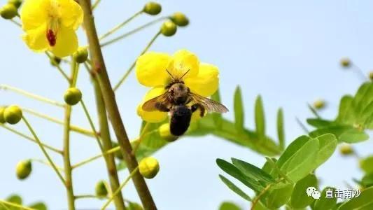 黄阁镇中心幼儿园,2020年黄阁中心幼儿园报名时间表