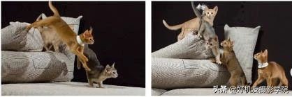 尼康对焦区域和对焦模式如何选择,佳能相机全画幅新手教程