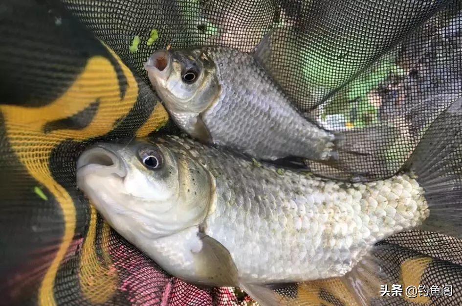 聊聊野钓鲫鱼饵料配方,一问就来的鱼饵