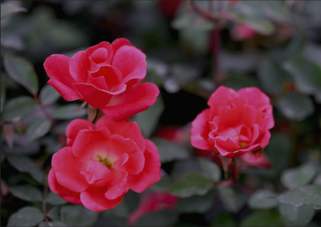 大兴月季园的月季有多少种,北京最大的月季基地在哪