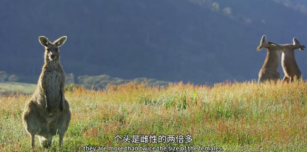 9.9恋爱游戏,9.9分恋爱番