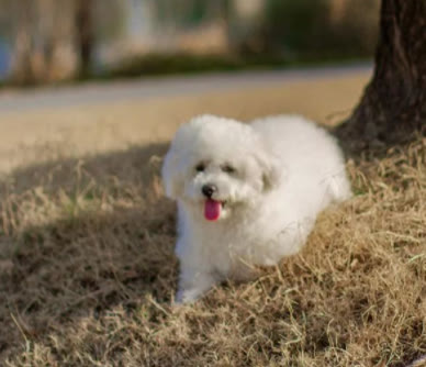 比熊不怎么吃狗粮是什么原因,比熊不吃狗粮怎么回事