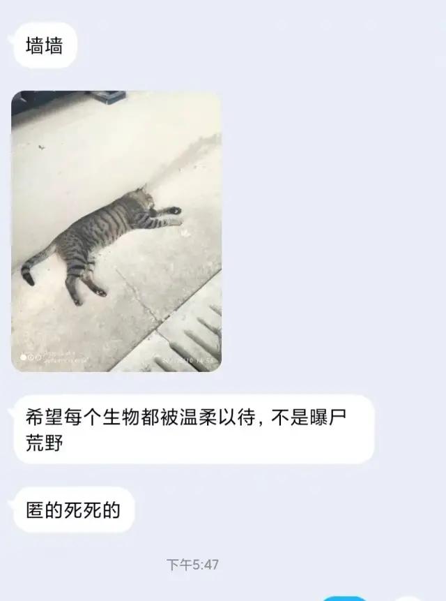 哈哈哈哈哈我笑到我家的狗偷开邻居家的车送我去精神病院