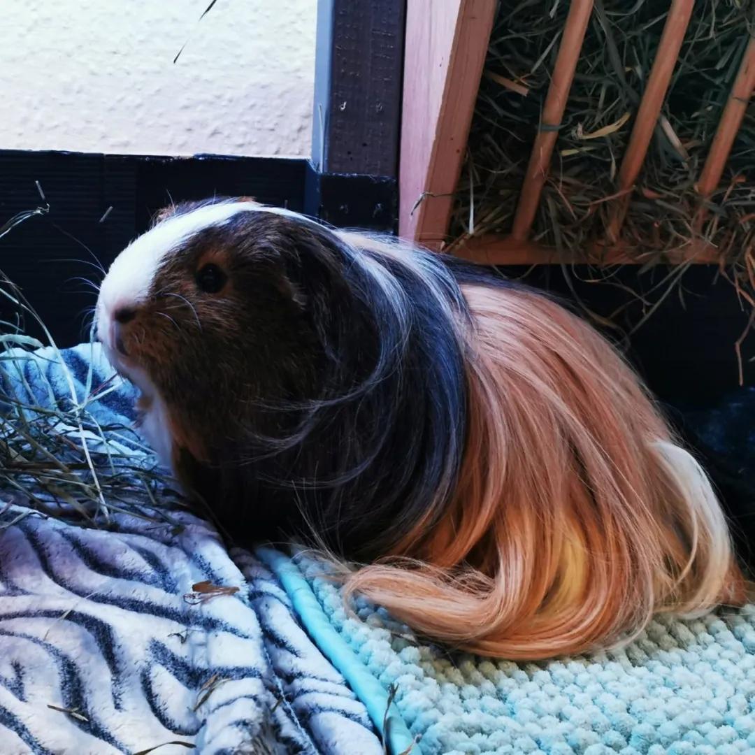 一群母豚鼠混入一只公豚鼠后：生几十只鼠崽，铲屎官年入几十万