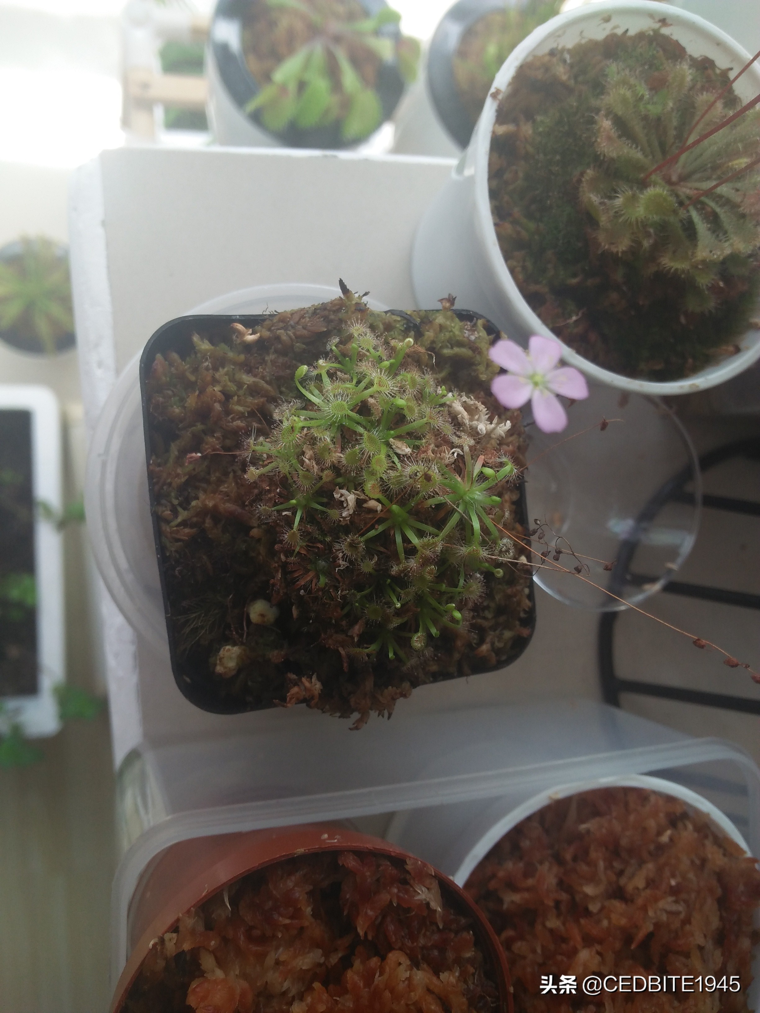 捕虫效率最高的食虫植物——茅膏菜种植攻略