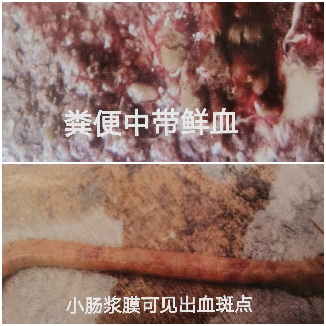 鸡消化系统常见的寄生虫疾病及防治