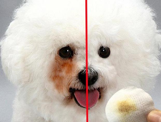 比熊犬的泪痕怎么处理呢,比熊犬泪痕很严重怎么办