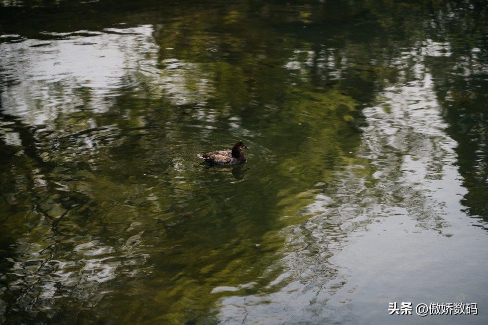 拙政园最让人欣赏的地方,拙政园十大特色
