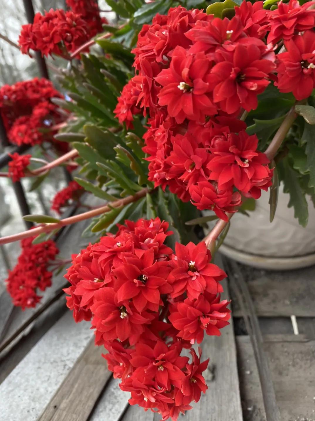 单瓣长寿花品种大全图,长寿花单瓣最好看的品种