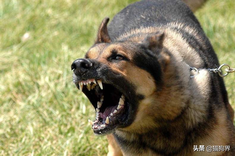 狗狗有攻击性怎么训练,狗狗攻击性强咬人怎么办