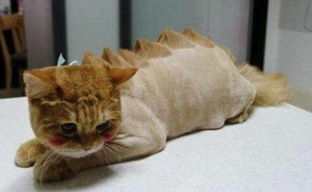 夏天猫咪怎么度过的,夏天猫咪怎么避暑旅游