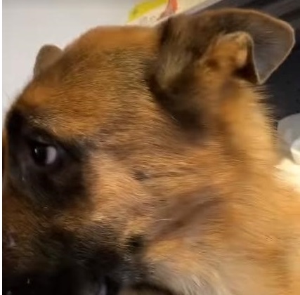 你能读懂狗的肢体语言吗,如何看德牧的性格