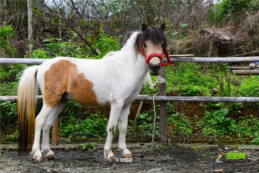 过年了你的爱车清洗了吗,新春要把你的爱车打扮美美的