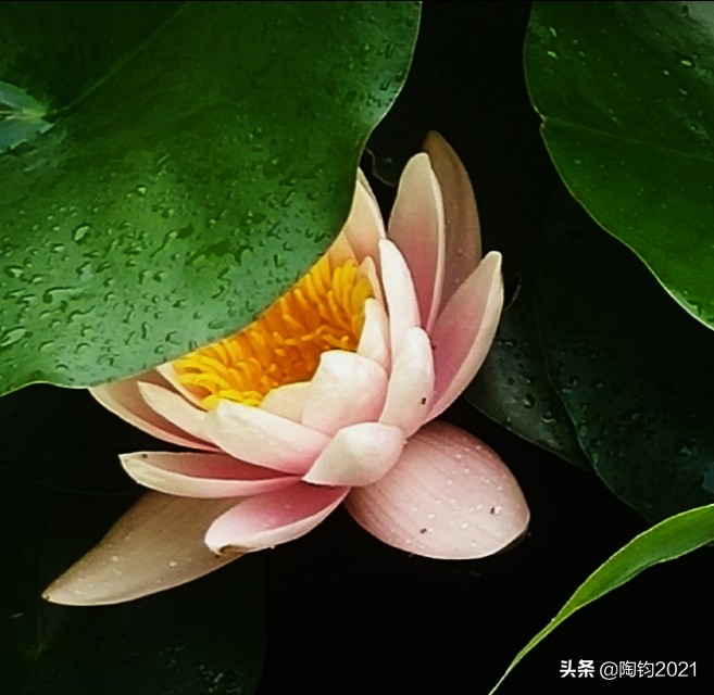 33幅荷花摄影作品欣赏,荷花摄影欣赏大全