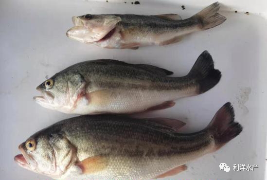 加州鲈正常死亡的表现,加州鲈为什么张口死亡