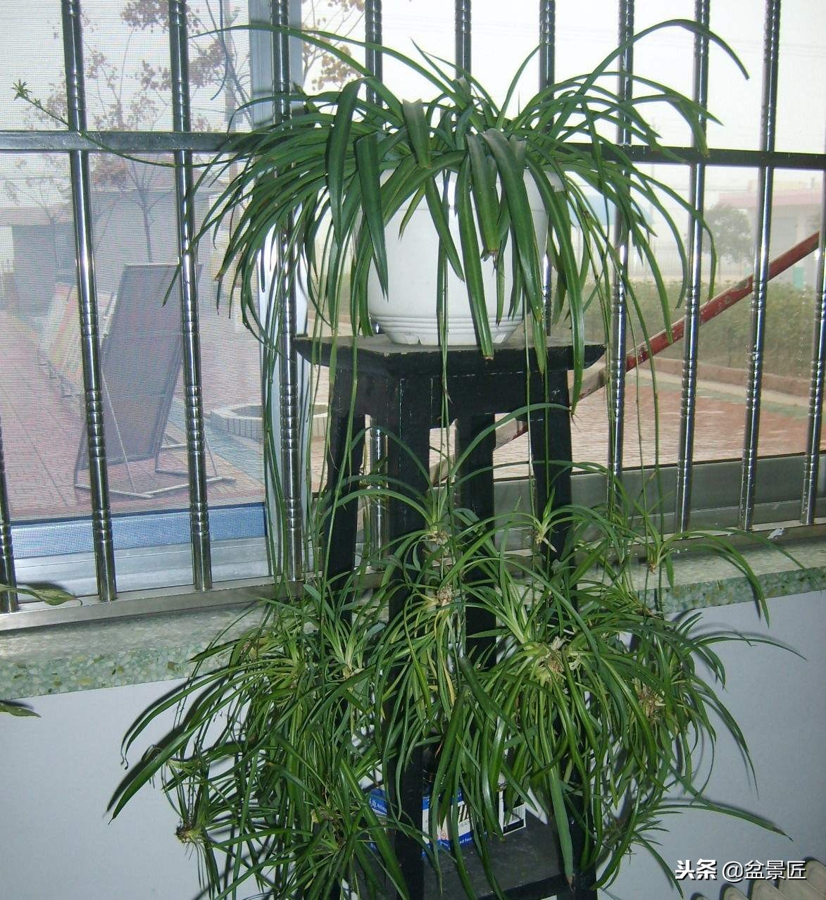 吊兰怎么养得又胖又矮,吊兰长胖了怎么办