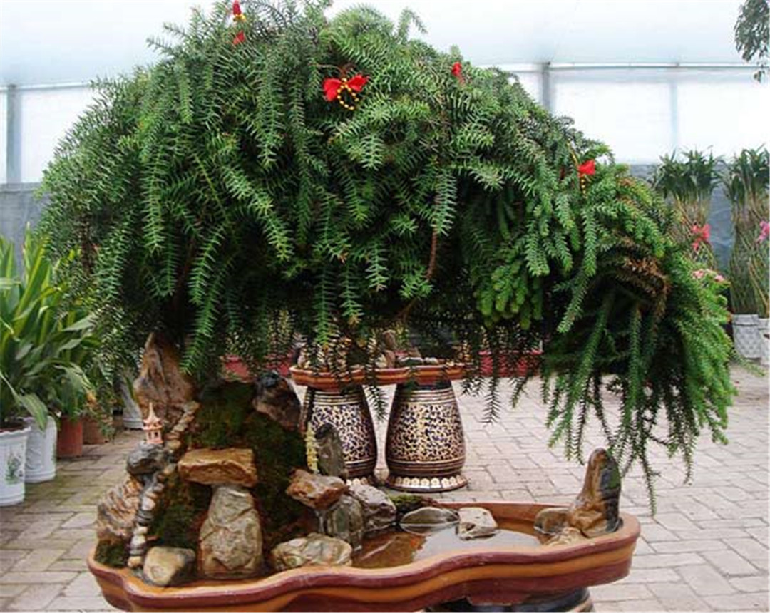 澳洲杉枯黄了还会活吗,澳洲杉怎么换盆后慢慢黄叶了