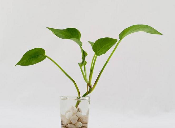 水培的绿萝如何正确转土培,水培绿萝可以直接种盆里吗