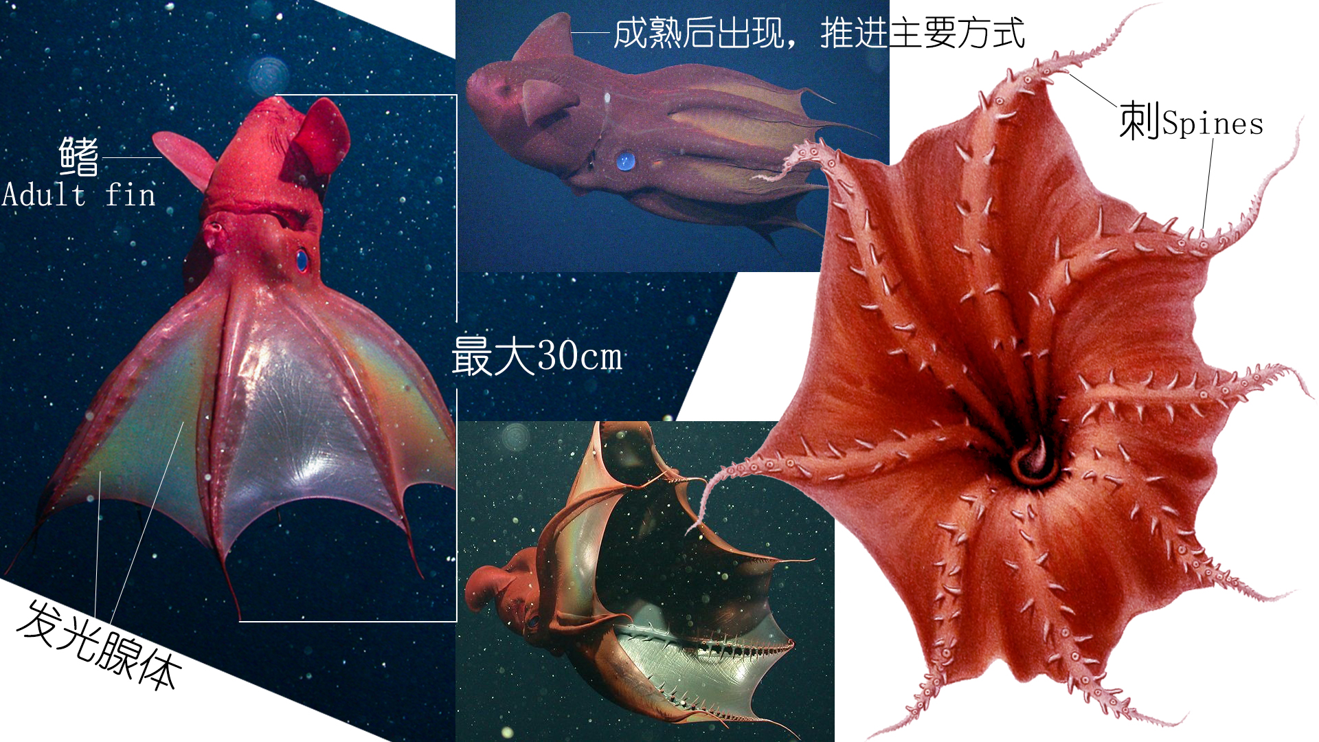 怎么区分章鱼八爪鱼鱿鱼墨鱼乌贼,章鱼鱿鱼墨鱼都是软体动物吗