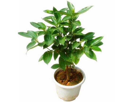 平安树有什么寓意和好处,平安树有什么好处