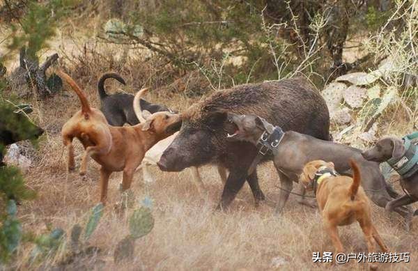 美国猎人捕猎野猪视频,国外狩猎的野猪怎么处置