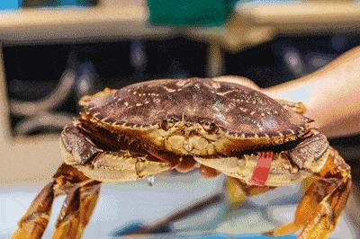 这个城市号称世界gay都，还发明了最出名的假中国菜，你知道吗？