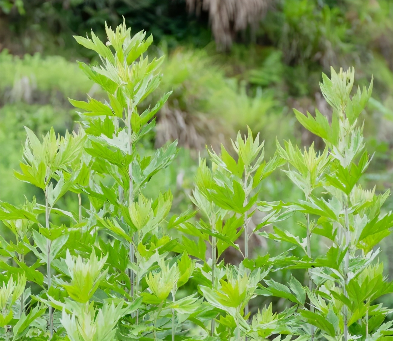 隋唐大医禅师四祖：传奇医案之蕲艾蒿治烂肠瘟
